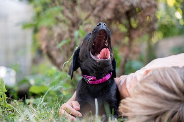 Adorable pequeño cachorro labrador retriever negro acostado en un bostezo de hierba