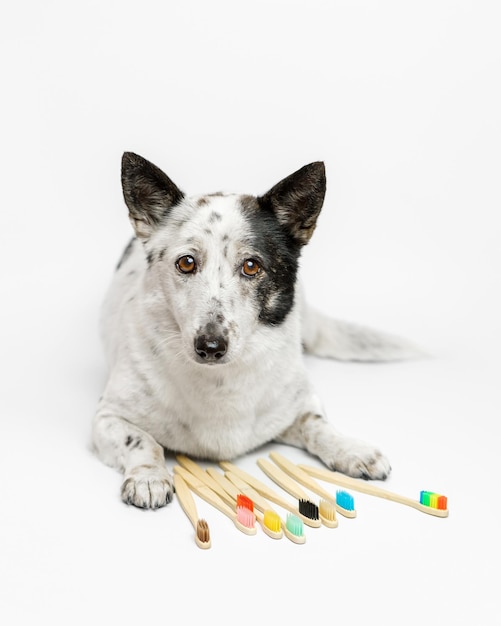 Adorable pequeño perro blanco y negro está mintiendo, montón de cepillos de bambú multicolores a su lado.