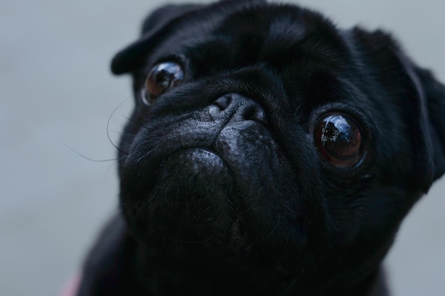 Adorable y pequeño pug negro - está mirando directamente a los ojos de su dueño.