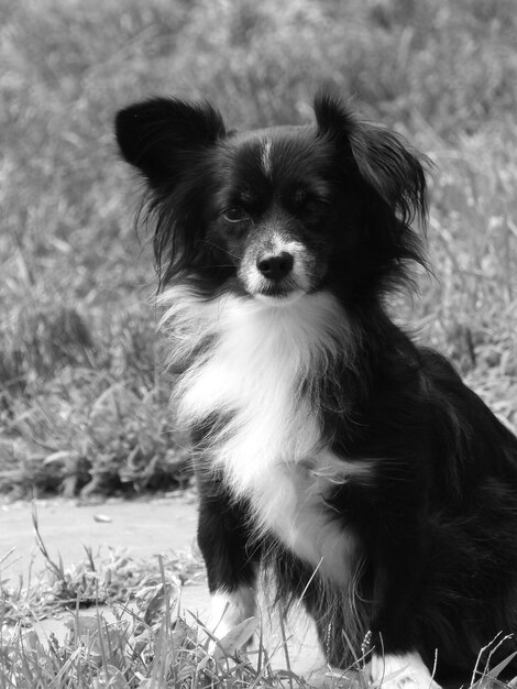 Foto adorable perrito blanco y negro