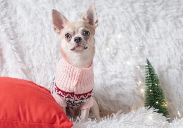 Adorable perrito chihuahua de navidad en suéter se encuentra en una manta