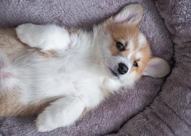 Adorable perrito corgi