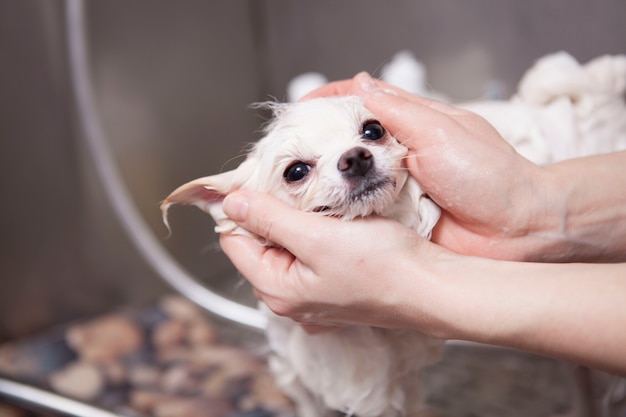 Adorable perrito se lava en el salón de belleza