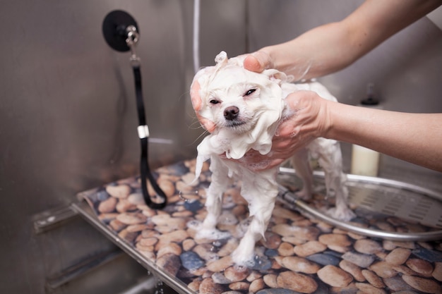 Adorable perrito se lava en el salón de belleza