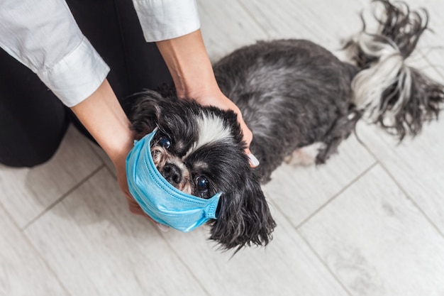 Adorable perrito con una mascarilla