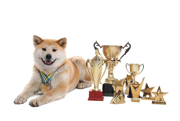 Adorable perro Akita Inu con trofeos de campeón y medallas sobre fondo blanco.