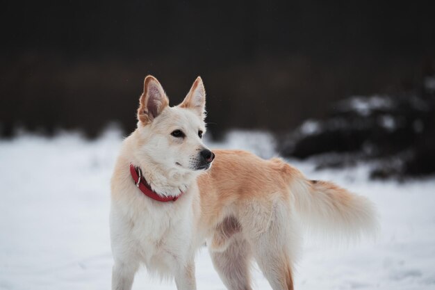 Adorable perro blanco esponjoso con cuello rojo camina en el parque de nieve de invierno