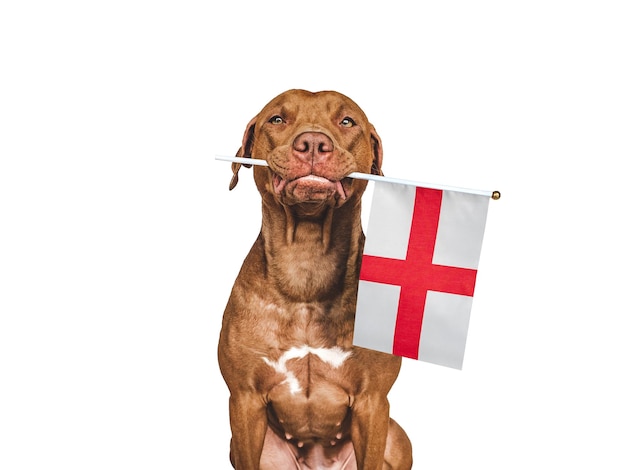 Adorable perro bonito y bandera de Inglaterra