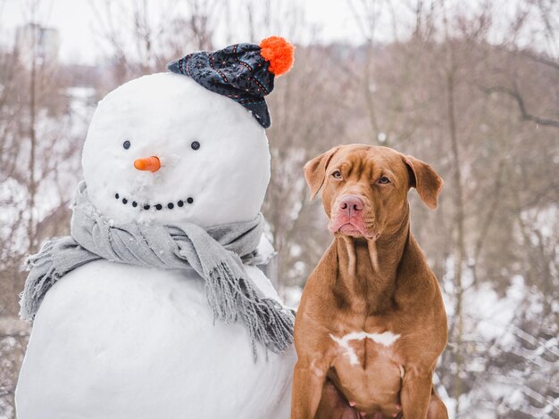 Adorable perro bonito y muñeco de nieve Día soleado de invierno