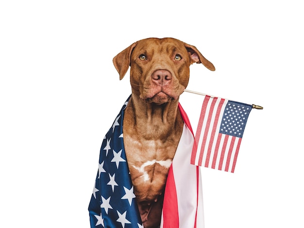 Foto adorable perro bonito y primer plano de la bandera americana en el interior