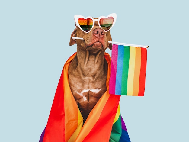 Adorable perro bonito y primer plano de la bandera del arco iris