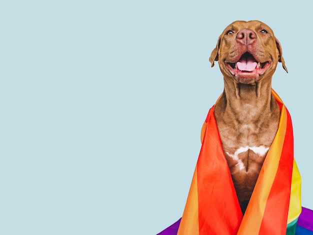 Adorable perro bonito y primer plano de la bandera del arco iris