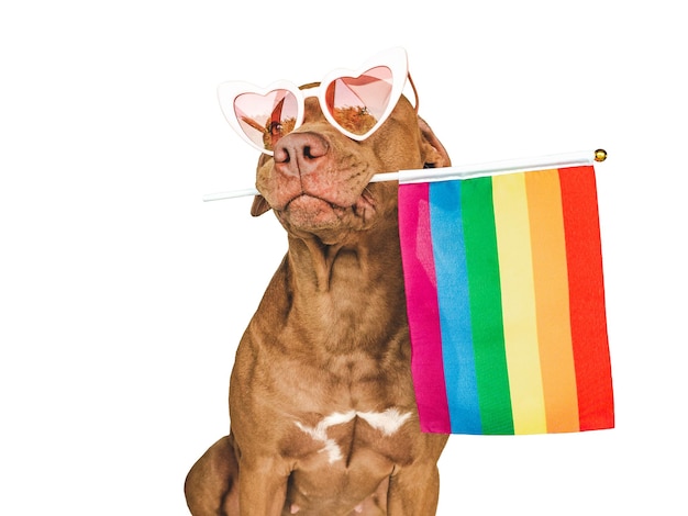 Adorable perro bonito y primer plano de la bandera del arco iris