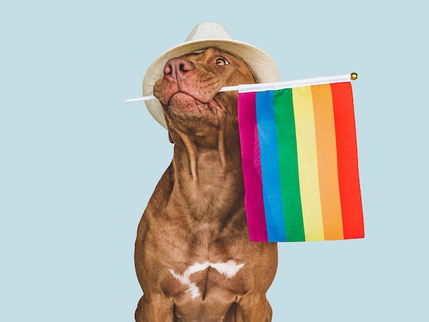 Foto adorable perro bonito y primer plano de la bandera del arco iris