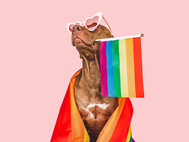 Adorable perro bonito y primer plano de la bandera del arco iris