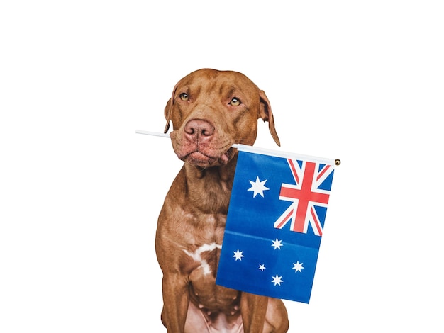 Adorable perro bonito y primer plano de la bandera australiana