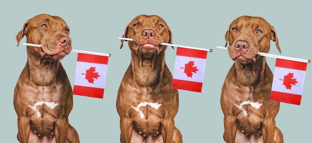 Adorable perro bonito y primer plano de la bandera canadiense