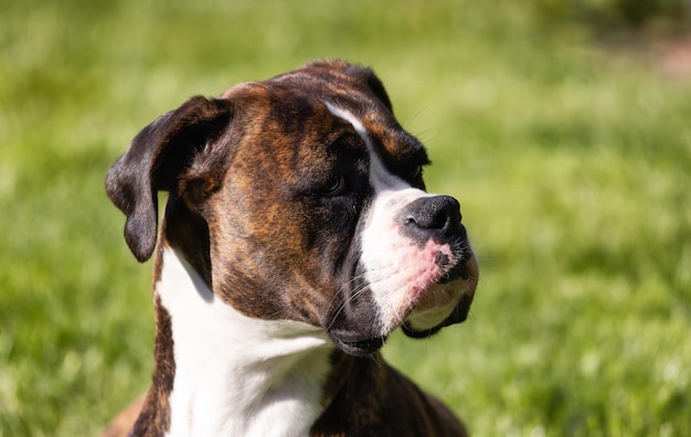 Adorable perro Boxer relajándose en el césped afuera