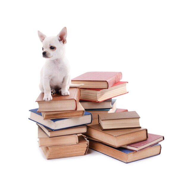 Adorable perro chihuahua en montón de libros aislados en blanco
