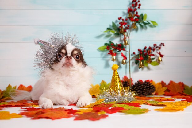 Adorable perro chihuahua con un sombrero cónico de año nuevo en festivo.