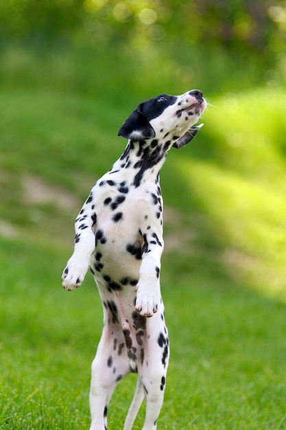 Adorable perro dálmata al aire libre en verano