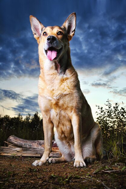 Adorable perro descansando en el suelo en el bosque