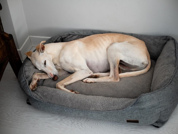 Adorable perro galgo blanco durmiendo en una cama gris en la casa