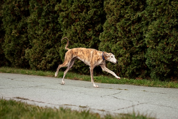 Foto adorable perro galgo en la naturaleza