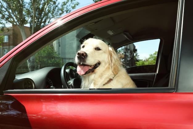 Adorable perro Golden Retriever en el asiento del conductor del coche al aire libre