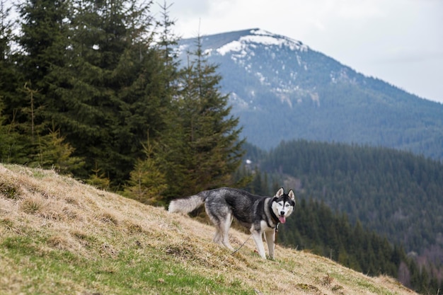 Adorable perro husky siberiano en el bosque en las montañas de los Cárpatos Ucrania