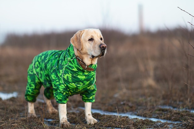 Adorable perro labrador dorado con impermeable verde en un campo