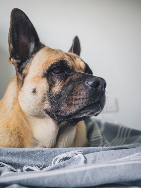 Adorable perro mirando a la camara mientras descansa en la cama