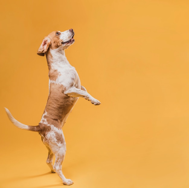 Foto adorable perro parado sobre sus patas traseras