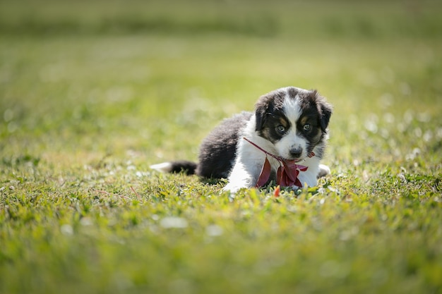 Adorable perro pastor australiano en la hierba fuera