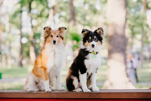 Adorable perro pastor shetland perro sheltie