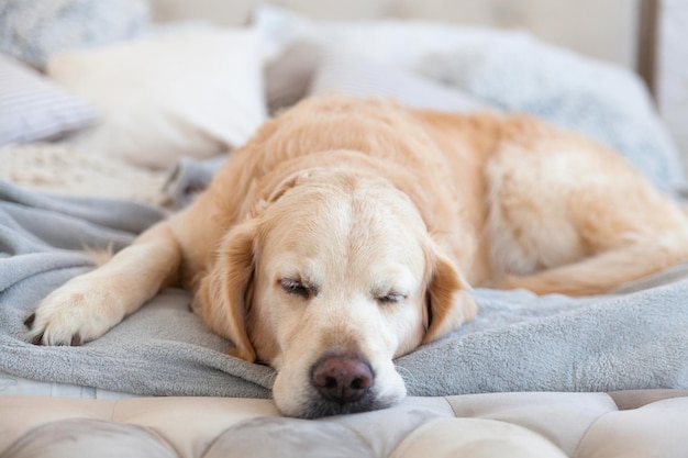 Adorable perro perdiguero de oro duerme en almohadas decorativas de tela escandinava gris pastel claro blanco para cama moderna en casa u hotel. Concepto amigable para el cuidado de mascotas.