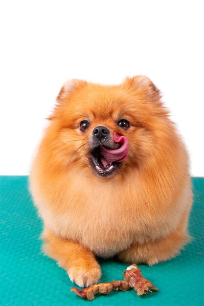 Adorable perro Pomerania marrón se lame los labios Un concepto para los fabricantes de alimentos para perros