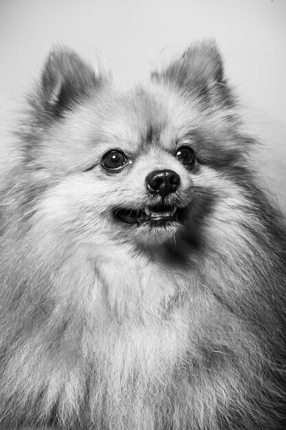 Foto adorable perro de pomerania de pie con dos patas y mirando algo quieren comer en la textura fondo de cemento de cerca marrón y blanco pequeño concepto de perro feliz lindo