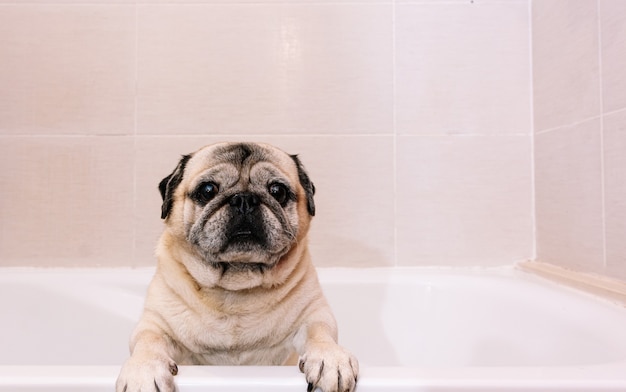 Adorable perro Pug en la bañera en casa preparándose para un reconfortante baño con agua caliente. Concepto de cuidado de mascotas, cuidado del pelaje e higiene del perro.