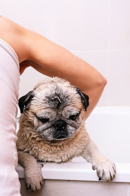Adorable perro Pug en la bañera en casa preparándose para un reconfortante baño con agua caliente. Concepto de cuidado de mascotas, cuidado del pelaje e higiene del perro.