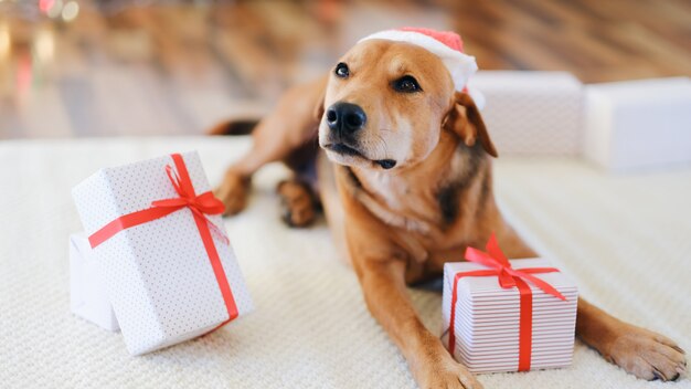 Adorable perro con regalos celebrando la Navidad en casa.