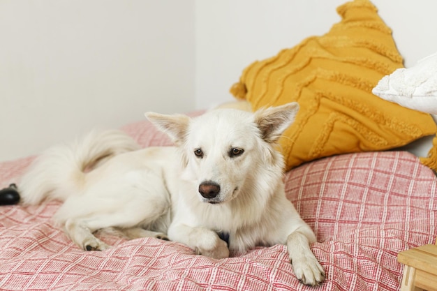 Adorable perro relajándose en la cama en una habitación elegante Lindo perro blanco acostado sobre una manta rosa en el dormitorio Adoptado dulce perrito spitz danés en casa
