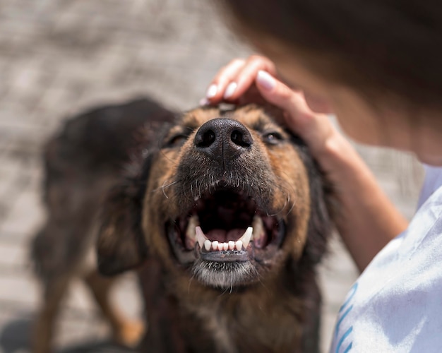 Foto adorable perro de rescate siendo mascota por mujer en refugio