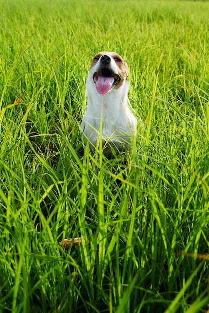 Adorable perro respirando pesadamente sobre la hierba