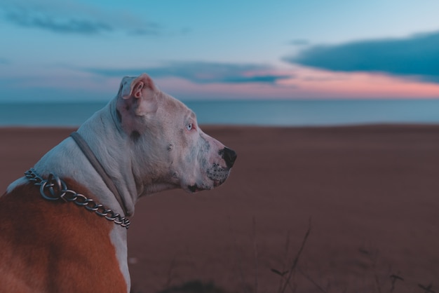 Foto adorable perro se sienta y mira la hermosa puesta de sol dorada cerca del océano