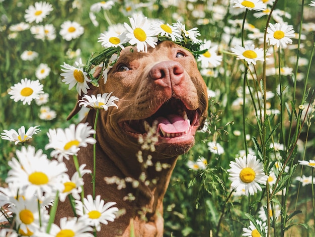 Adorable perro sonriente hermoso prado y corona de margaritas