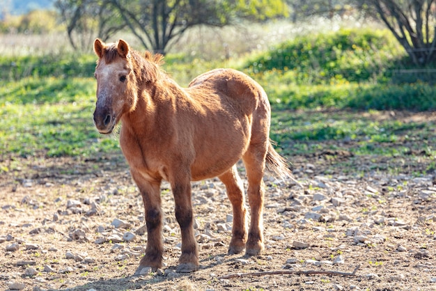 Adorable pony de pie en un campo