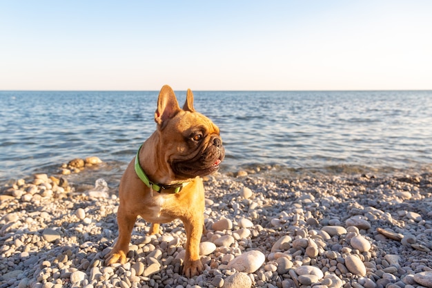 Adorable pug ser feliz en la playa. Concepto de vacaciones