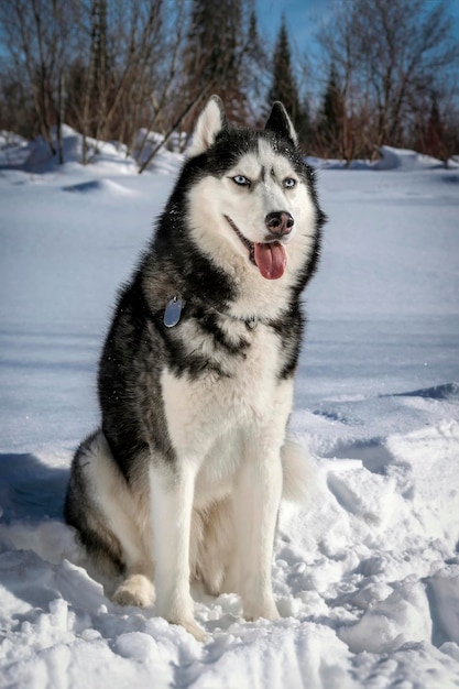 Adorable raza de perro husky siberiano en la noche en el bosque soleado de invierno