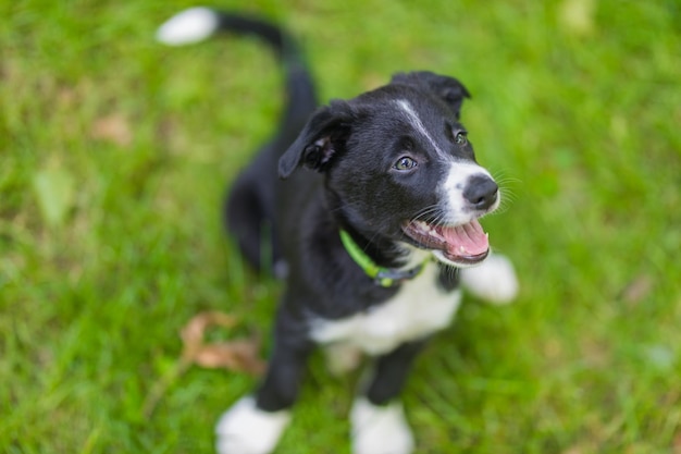 Adorable retrato de un increíble cachorro collie de borde blanco y negro saludable y feliz contra el follaje